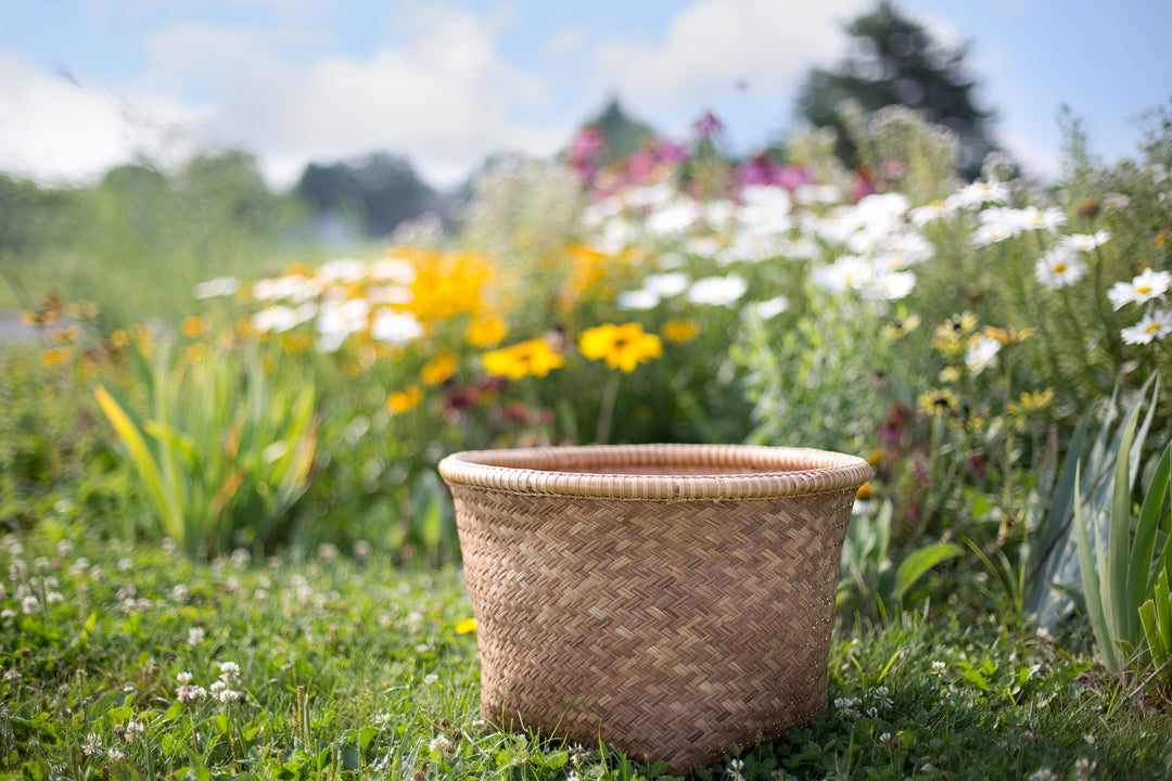 Edible Plants in the Wild: Common Finds and How to Identify Them