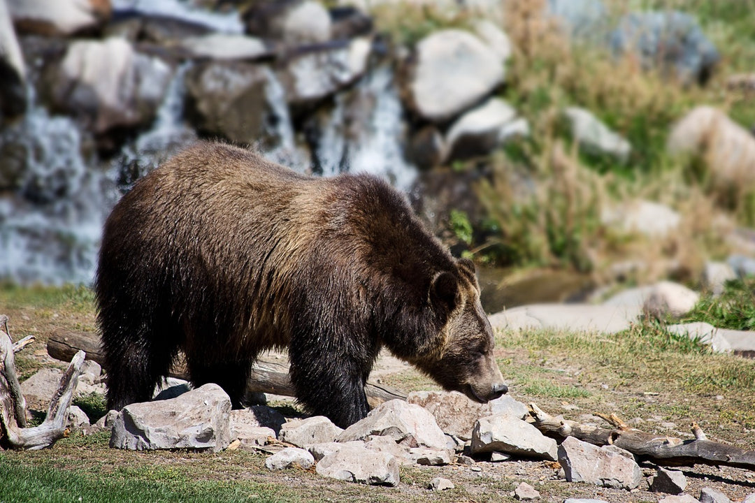 The "Bear" Necessities For Camping